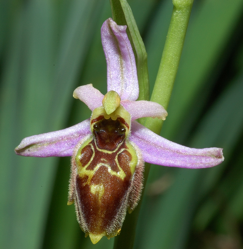 Le orchidee selvatiche spontanee di Ostia